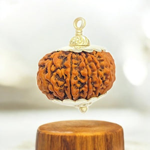 Natural 13 Mukhi Rudraksha - Terah Mukhi — Soultheory certified
