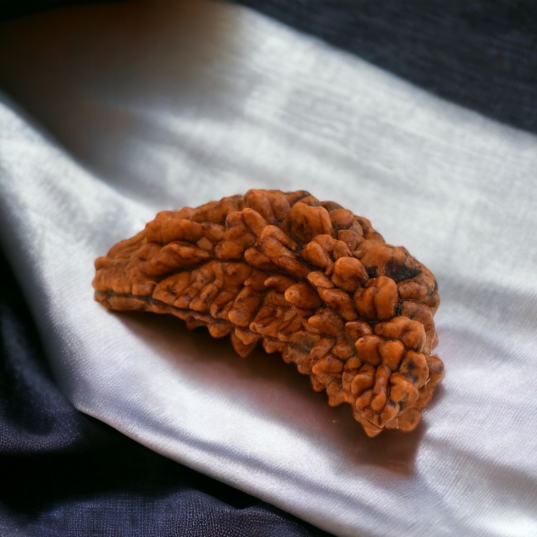 Natural 1 Mukhi Nepali Rudraksha - Ek Mukhi