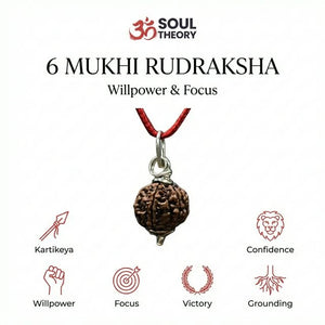 Natural 6 Mukhi Nepali Rudraksha - Chhey Mukhi — worn on wrist