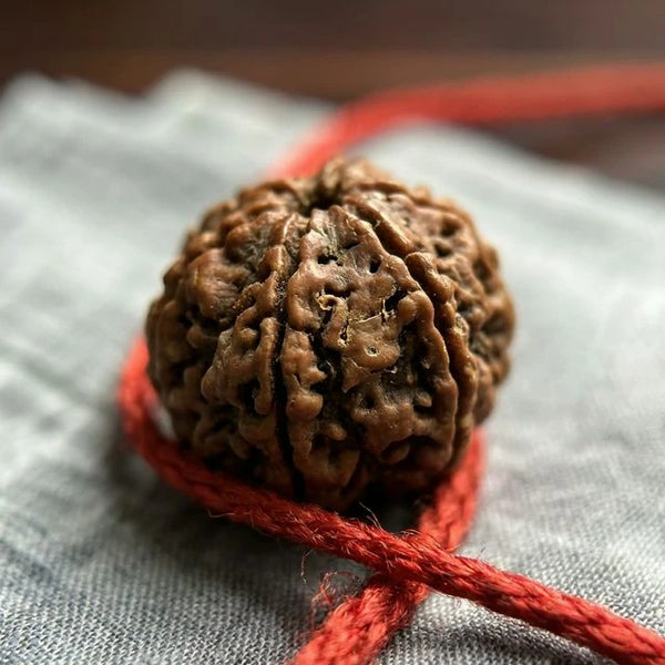 Natural 6 Mukhi Nepali Rudraksha - Chhey Mukhi — packaging